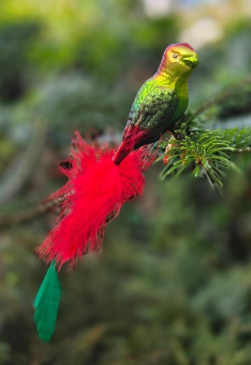 Igbv1450071 tropische papagaai
