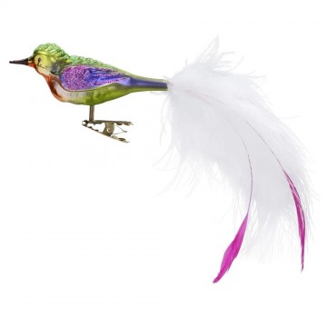 Igv101608 faincy tail feathers