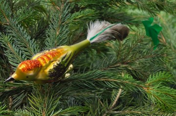 Kiv12200154 vogel ira