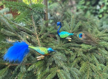 Pauw en vliegenvanger blauw
